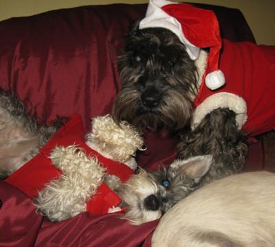 Christmas Schnauzers Lilly Belle and Ace