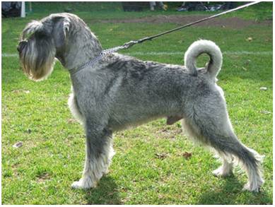 Standard Schnauzer