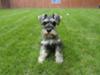 Miniature Schnauzer Max