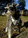 Miniature Schnauzer Wickkett