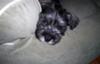 Miniature Schnauzer Puppy Schultz