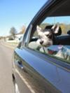 Schnauzer Chloe enjoying a ride